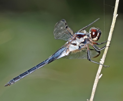 Male
2009_07_12_FL